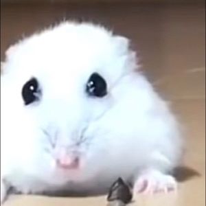 Meet your Posher, Heidi